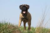 BULLMASTIFF 364